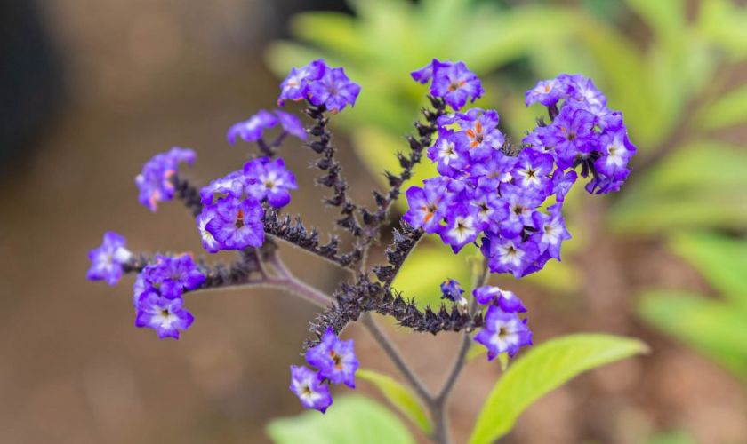 Estudio revela propiedades antioxidantes y antibacterianas del heliotropo ayacuchano
