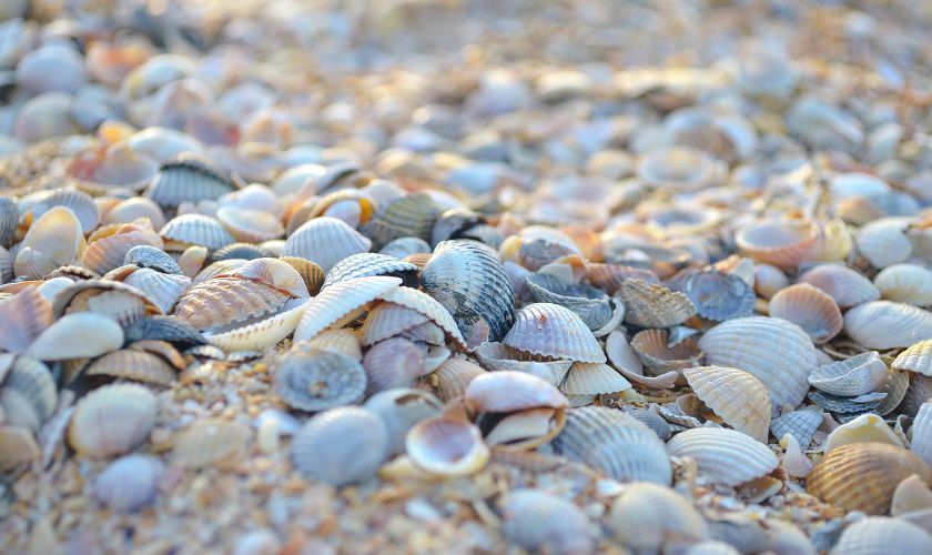 Investigadores de la USIL transforman conchas de abanico en asfalto resistente para carreteras