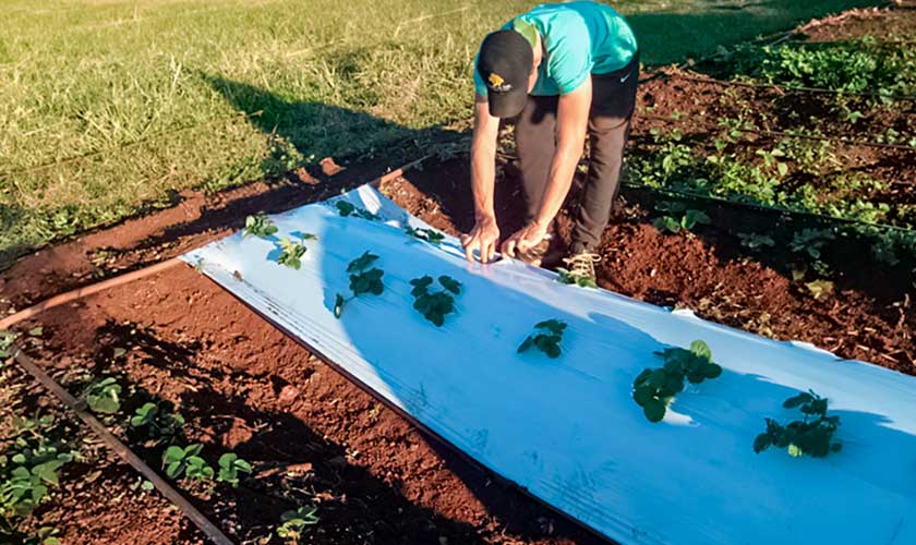 USIL desarrollará películas biodegradables con semillas de palta