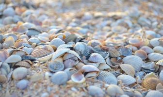Investigadores de la USIL transforman conchas de abanico en asfalto resistente para carreteras